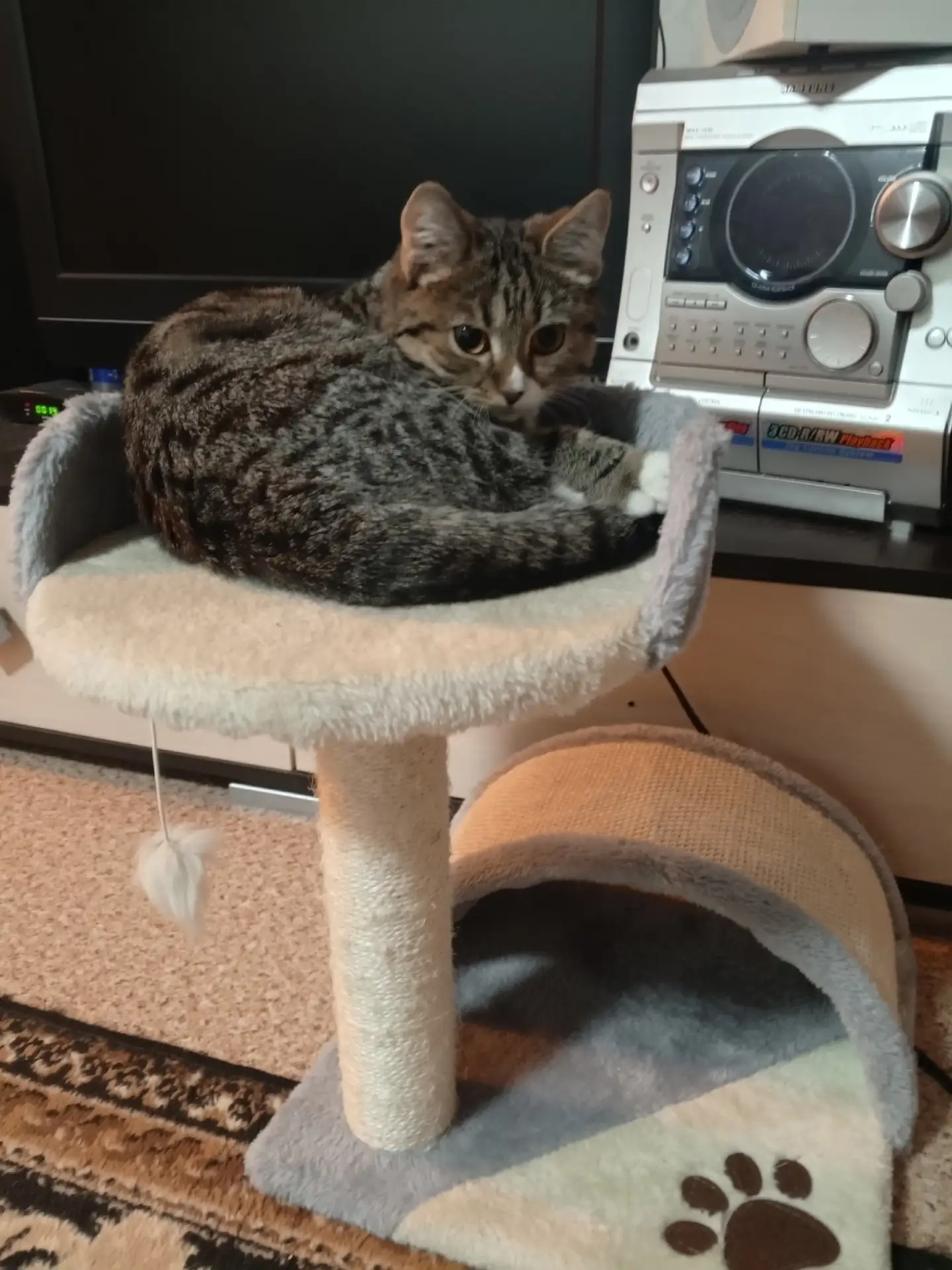 Отдам в любые руки) котёнка, мальчик. Звать Марсель, Марс, Марсик. В лоток ходит. Кушае...