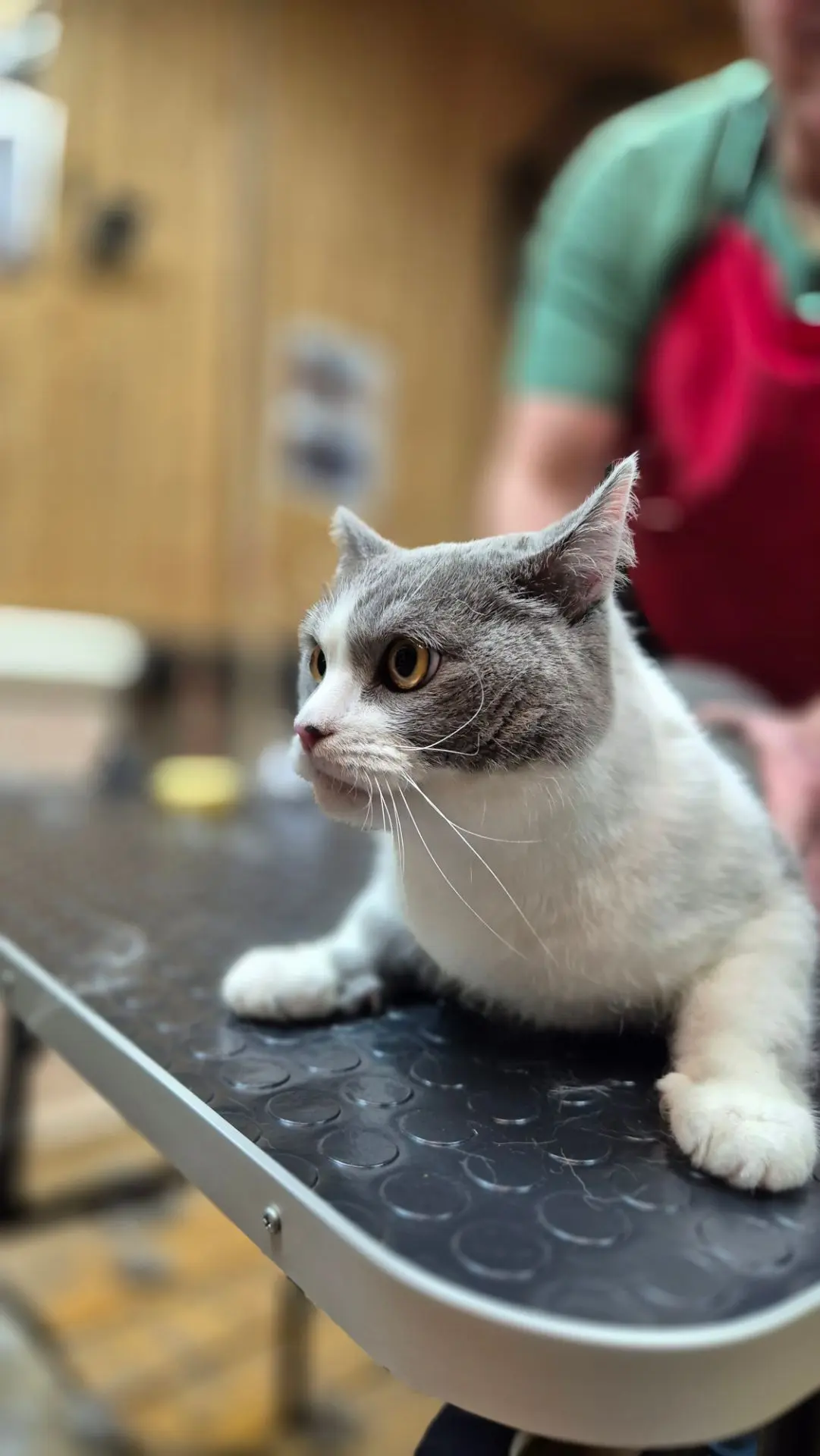 Гость с севера — красавец Котофей 🐾