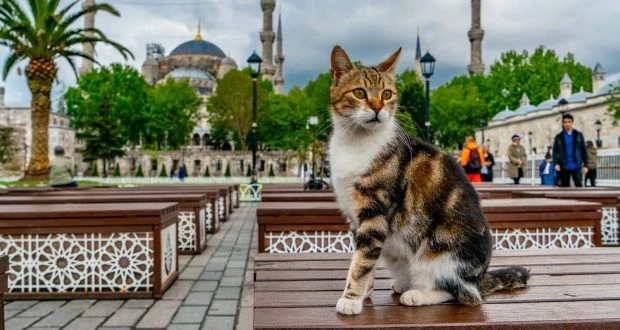 Босфорские котики ждут! Дешевые билеты из Сочи в Стамбул от 10000₽ туда-обратно