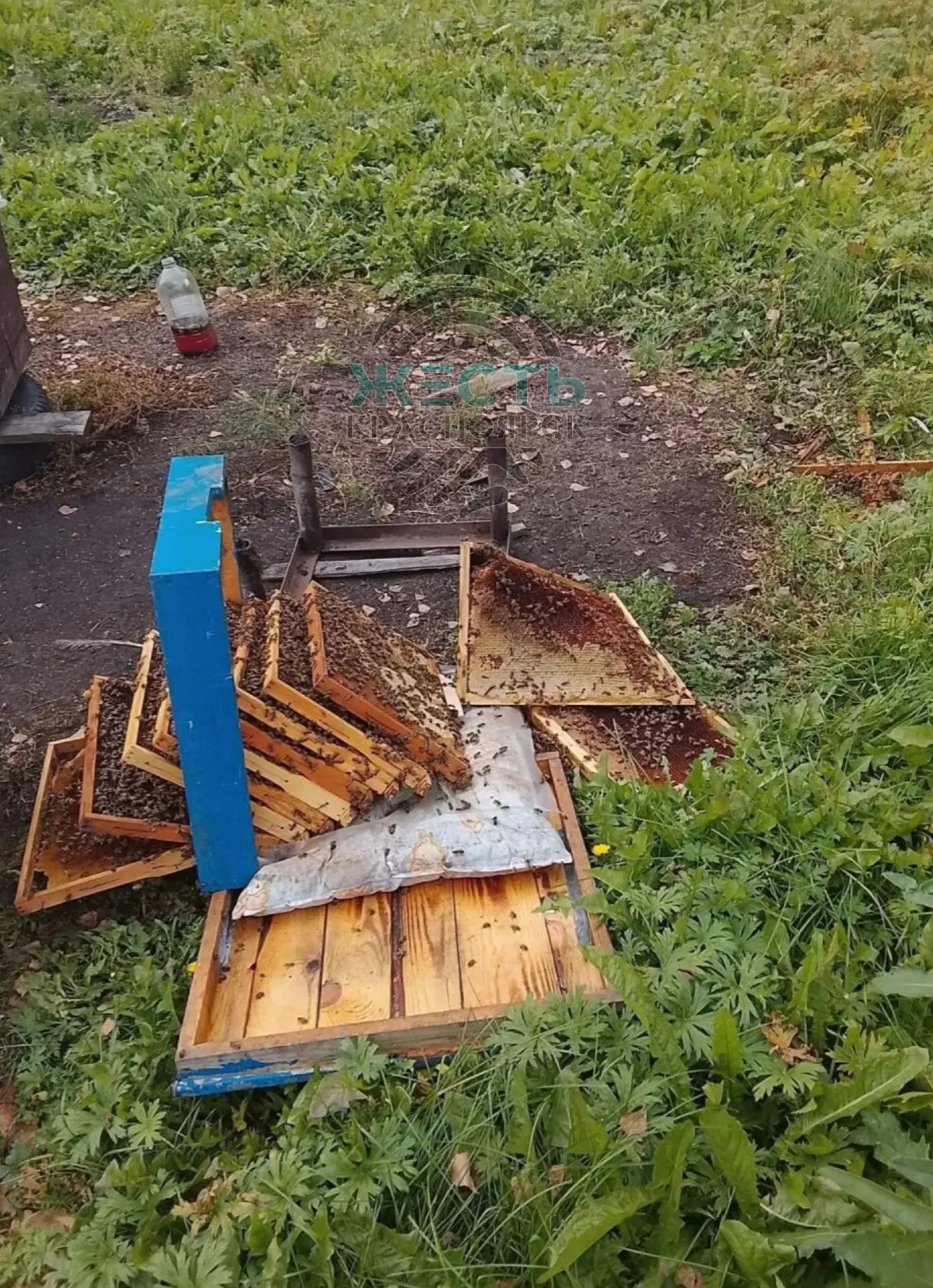 🐻Под Уяром медведь разорил пасеку