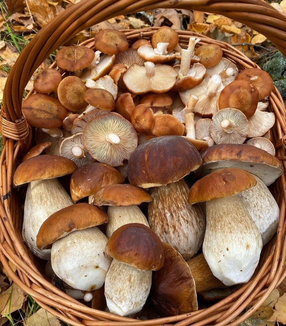 🍄‍🟫 В лесах Подмосковья к середине июля ожидается обильный урожай грибов