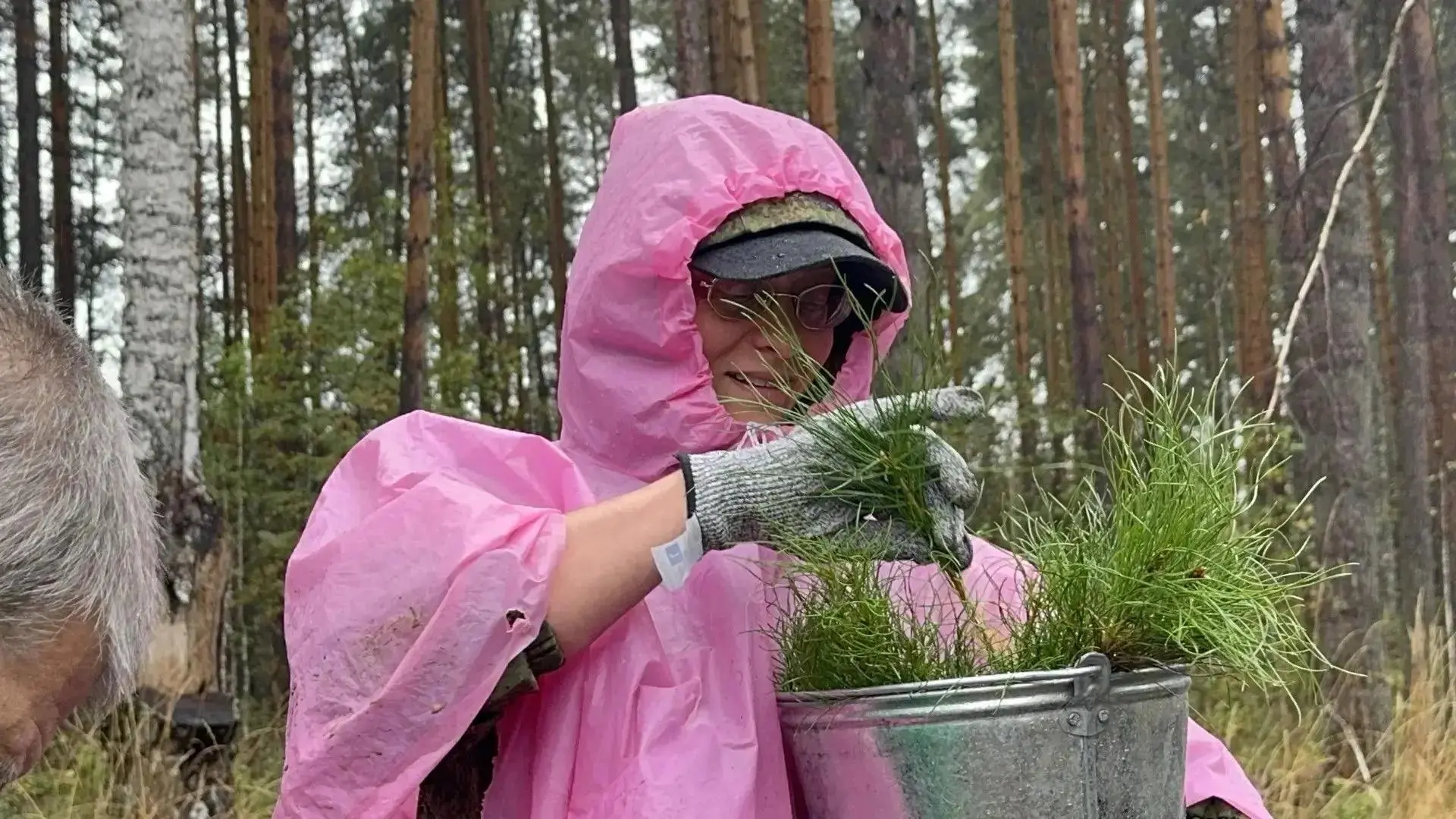 Более 168 тысяч сосен и елей высажено в Свердловской области