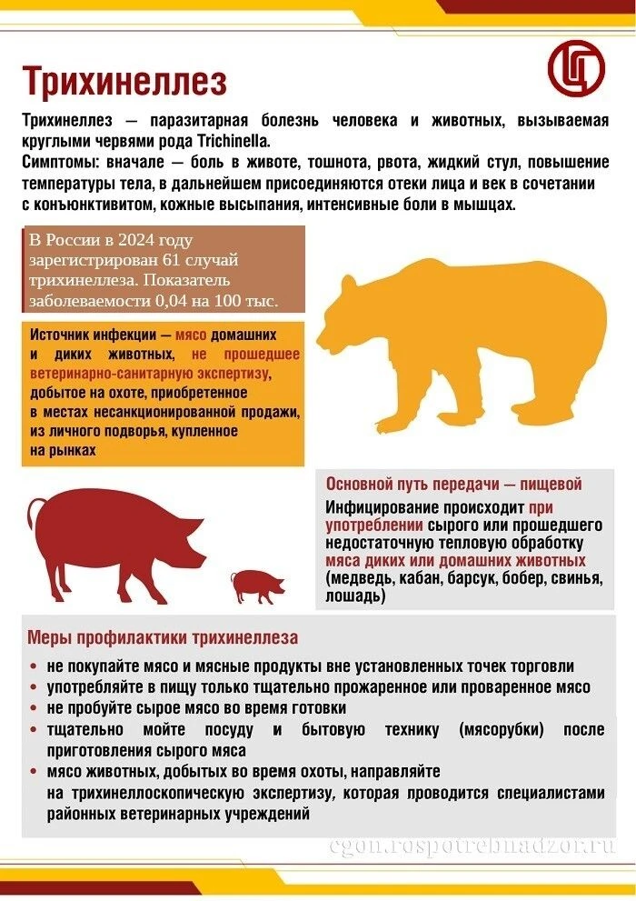 Трихинеллез — остро или хронически протекающая инвазионная болезнь всеядных, в том числ...