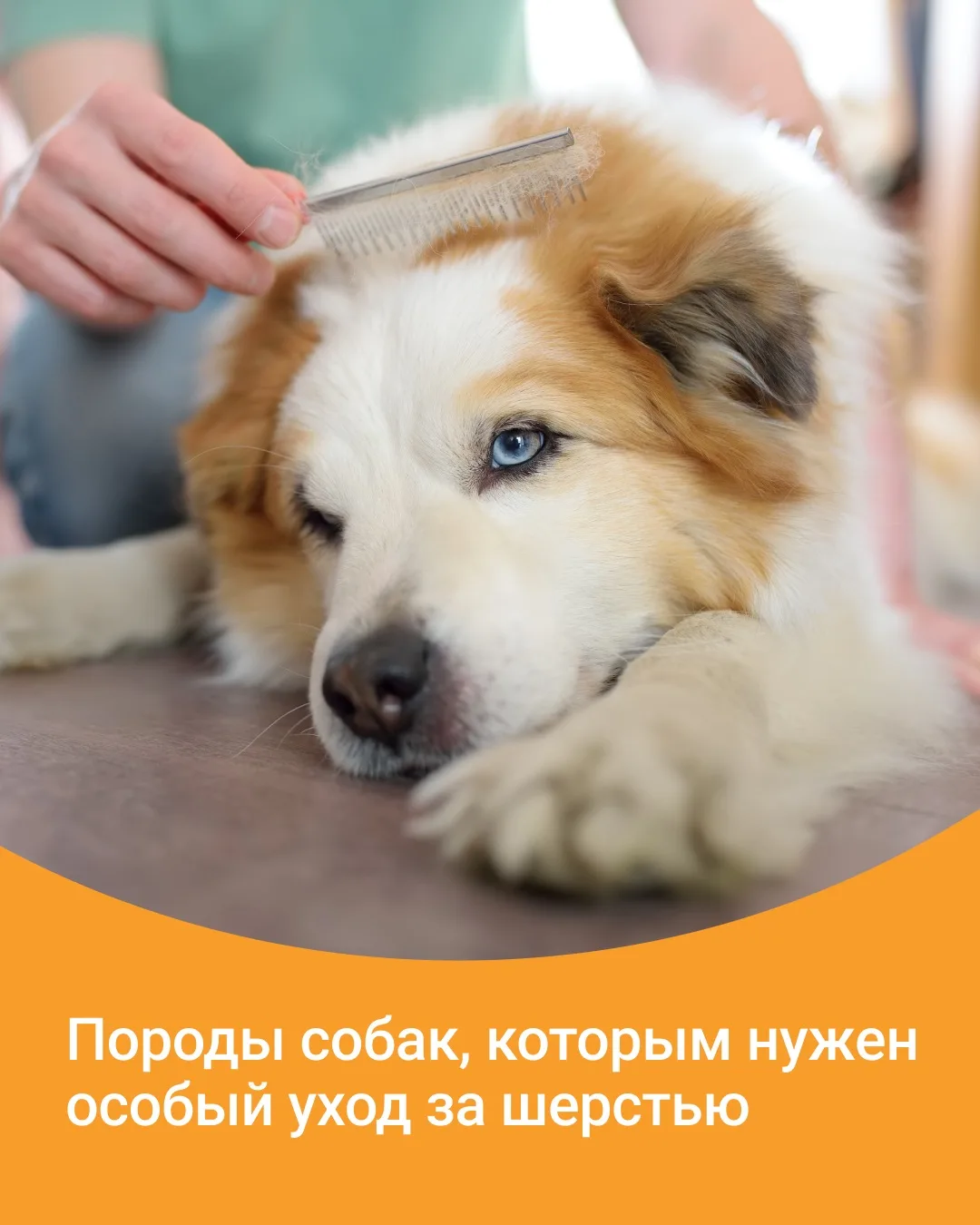 Сегодня решили вспомнить дружочков, которые нуждаются в особенном уходе за шерстью 🐕