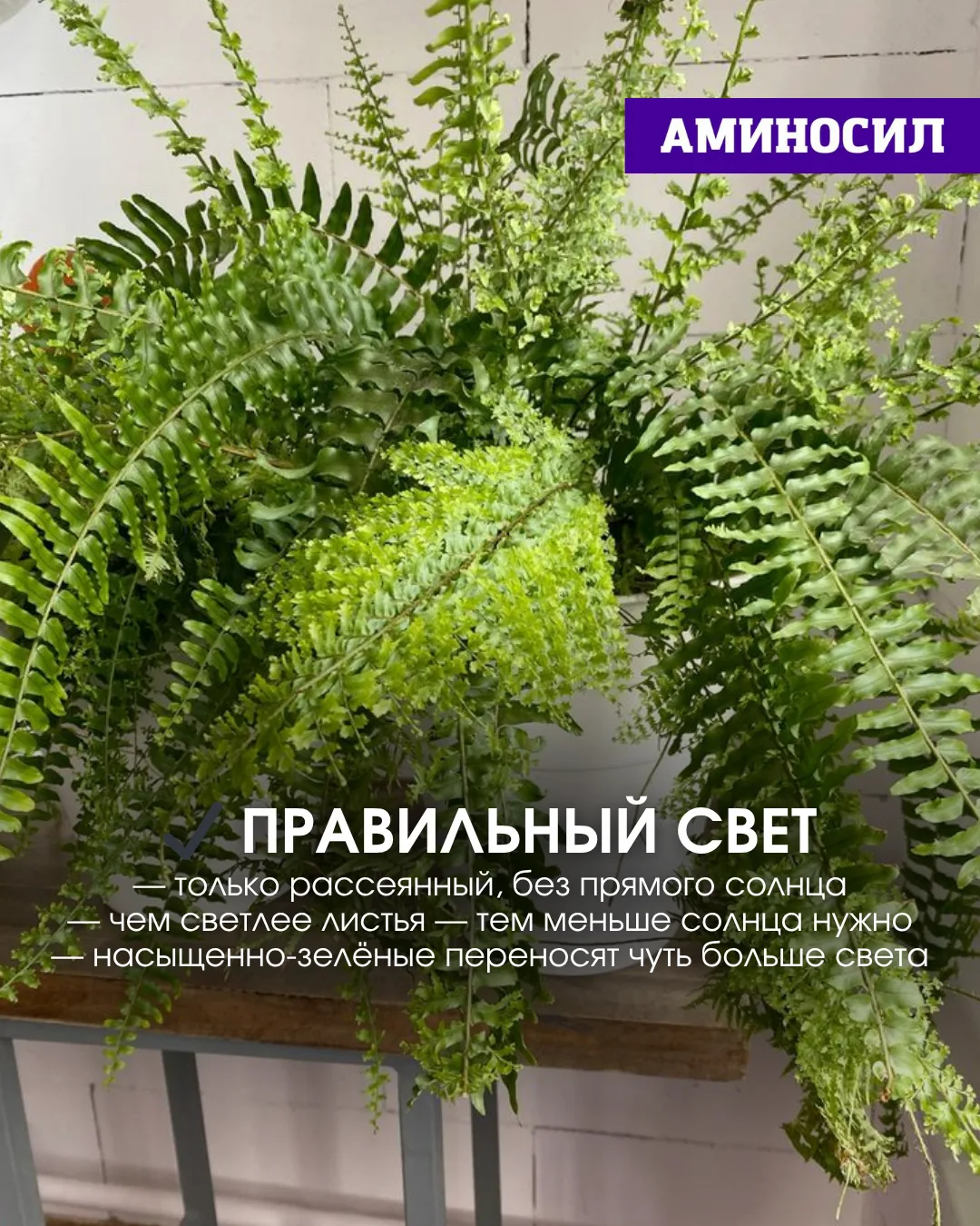 🌿 Почему у вас не растёт папоротник? Разбираемся в этом вопросе ⬆️!   ✅Витамины АМИНОСИЛ для декорат