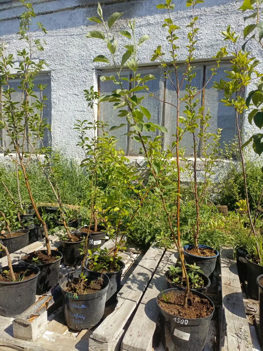 👋Доброго Всем дня!
🔊ВНИМАНИЕ!
Есть в продаже
🍑Саженцы СВГ Сливово Вишнёвый Гибрид (Закрытой Корне