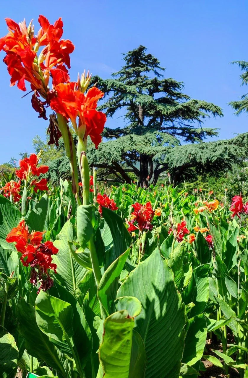 Летняя цветотерапия 🪻🌿🌹