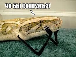 Дирекция нацпарка "Куршская коса" предупреждает о возможных выползах гадюк на песочек. Змеи выползаю