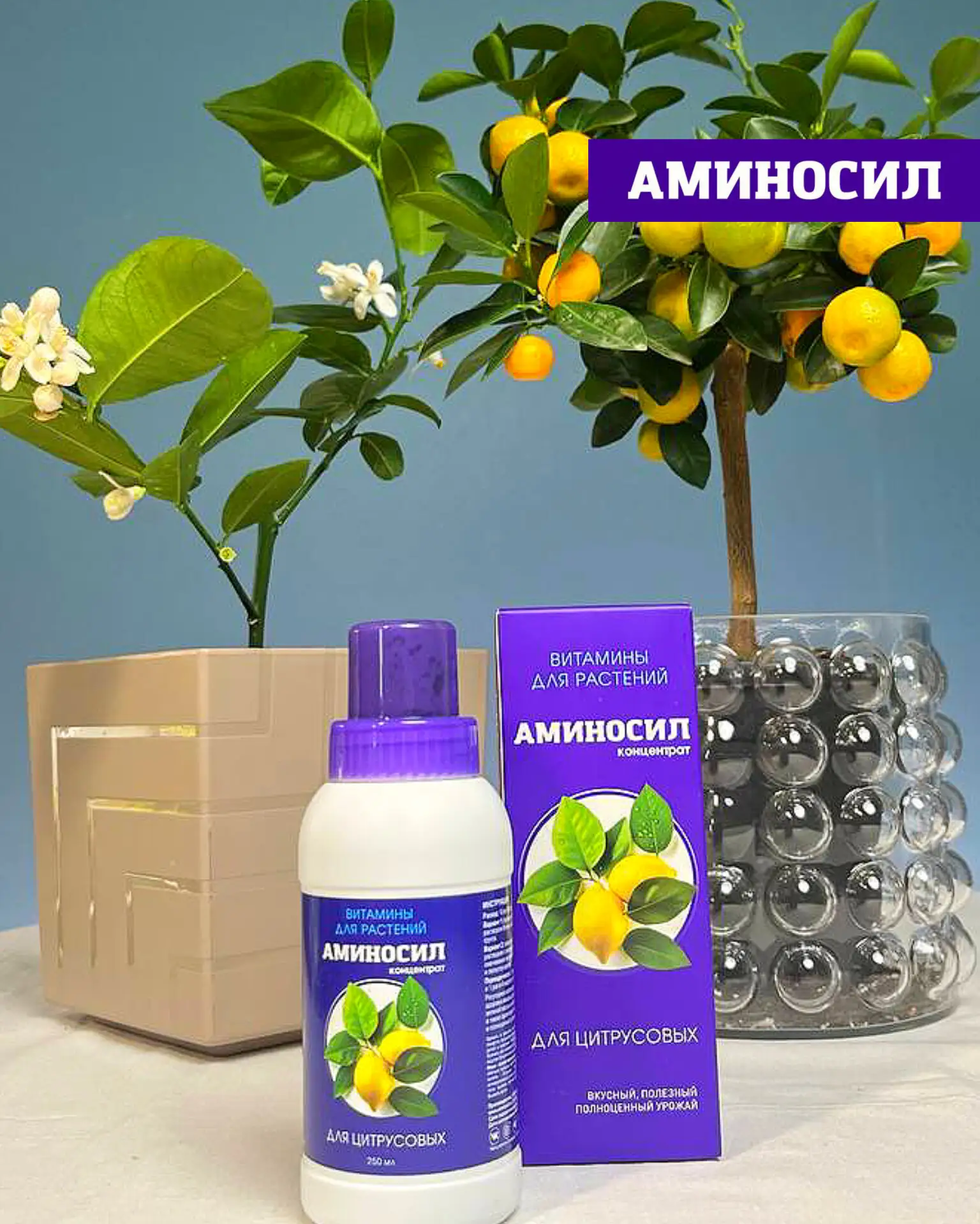 🍋 КОМНАТНЫЕ ЦИТРУСОВЫЕ: КАК НЕ УПУСТИТЬ ГЛАВНЫЙ ПЕРИОД РОСТА  Лето — ключевой этап для цитрусовых 🌿 