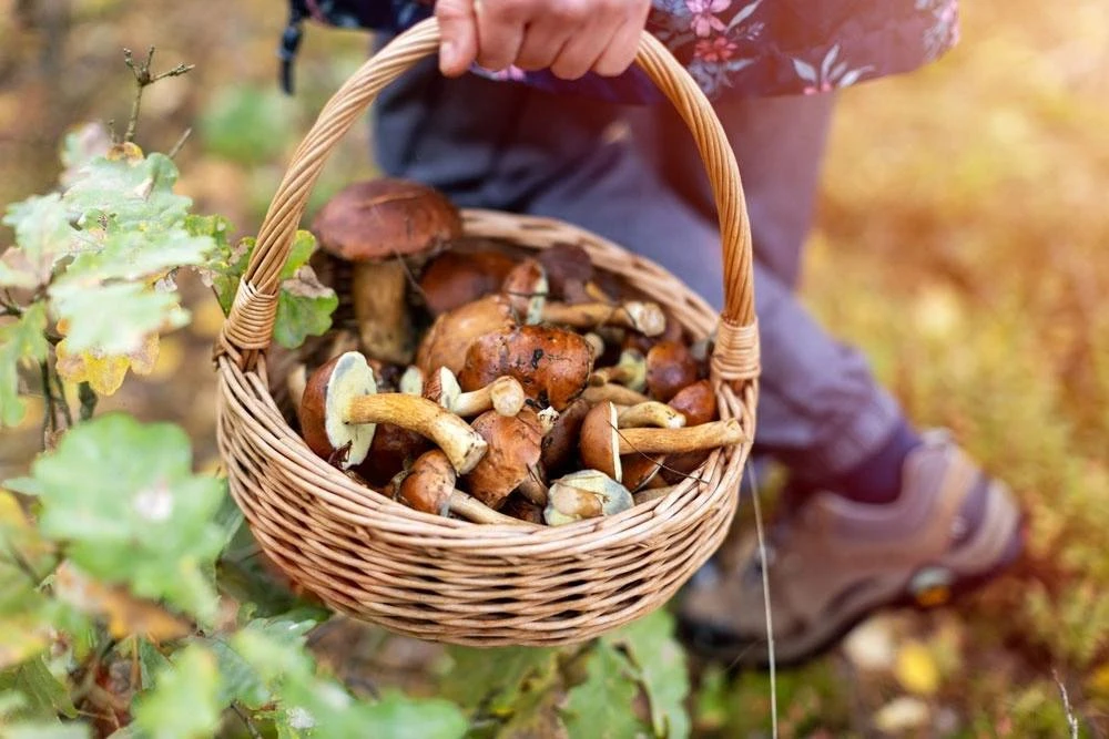 🍄‍🟫 Грибной бум начнется в Москве и области уже на следующей неделе