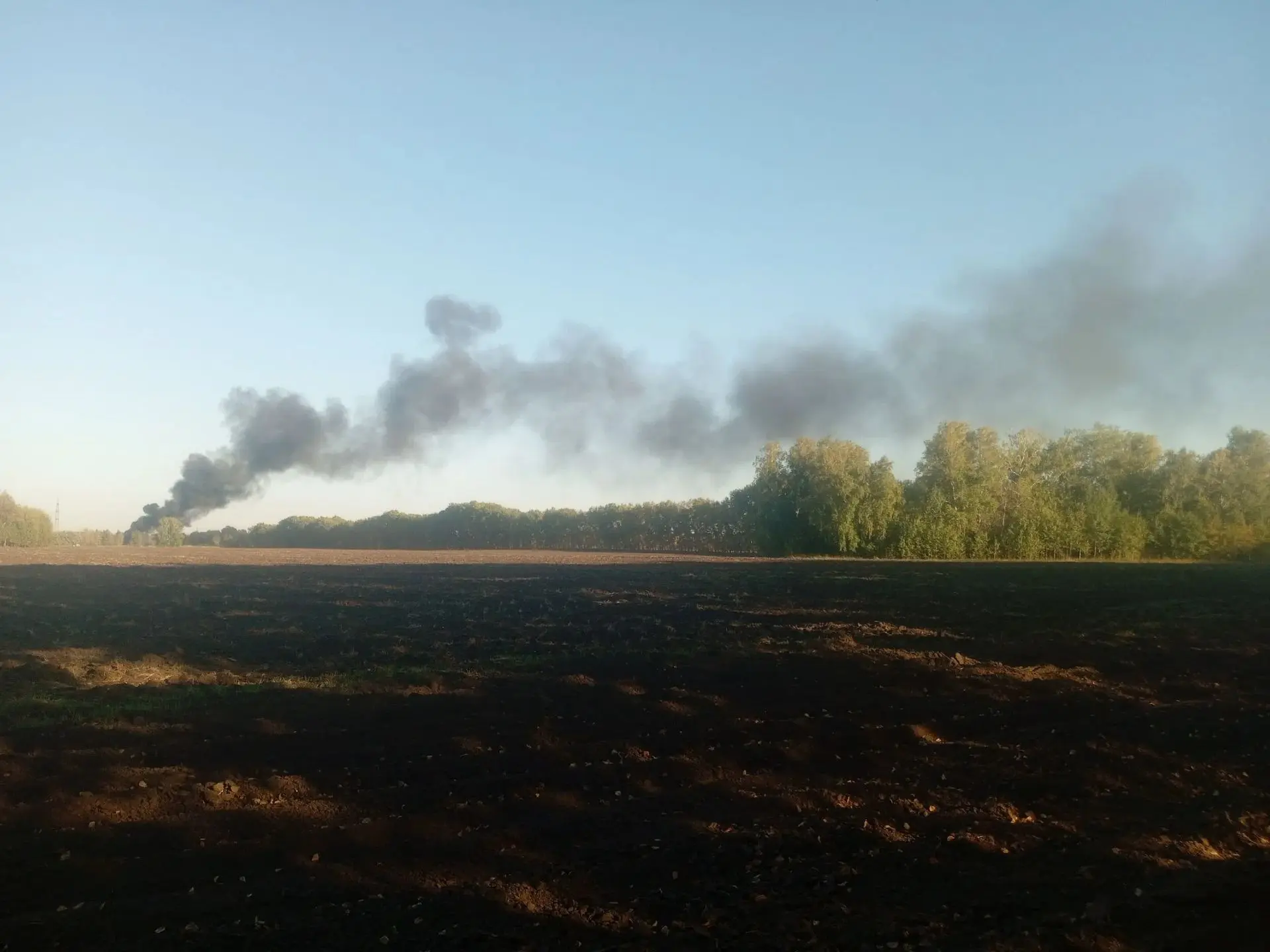Снова жгут коров за берёзками в полях