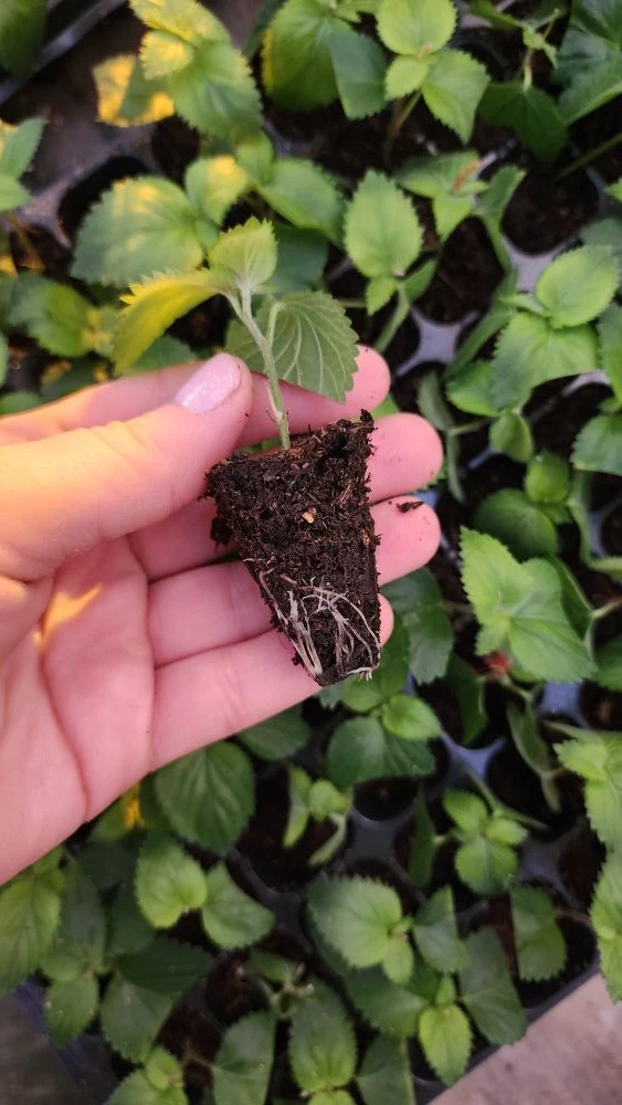 Вы купили укорененный черенок. Что с ним сейчас делать?  🌱 Если растение к вам долго ехало, то даем 