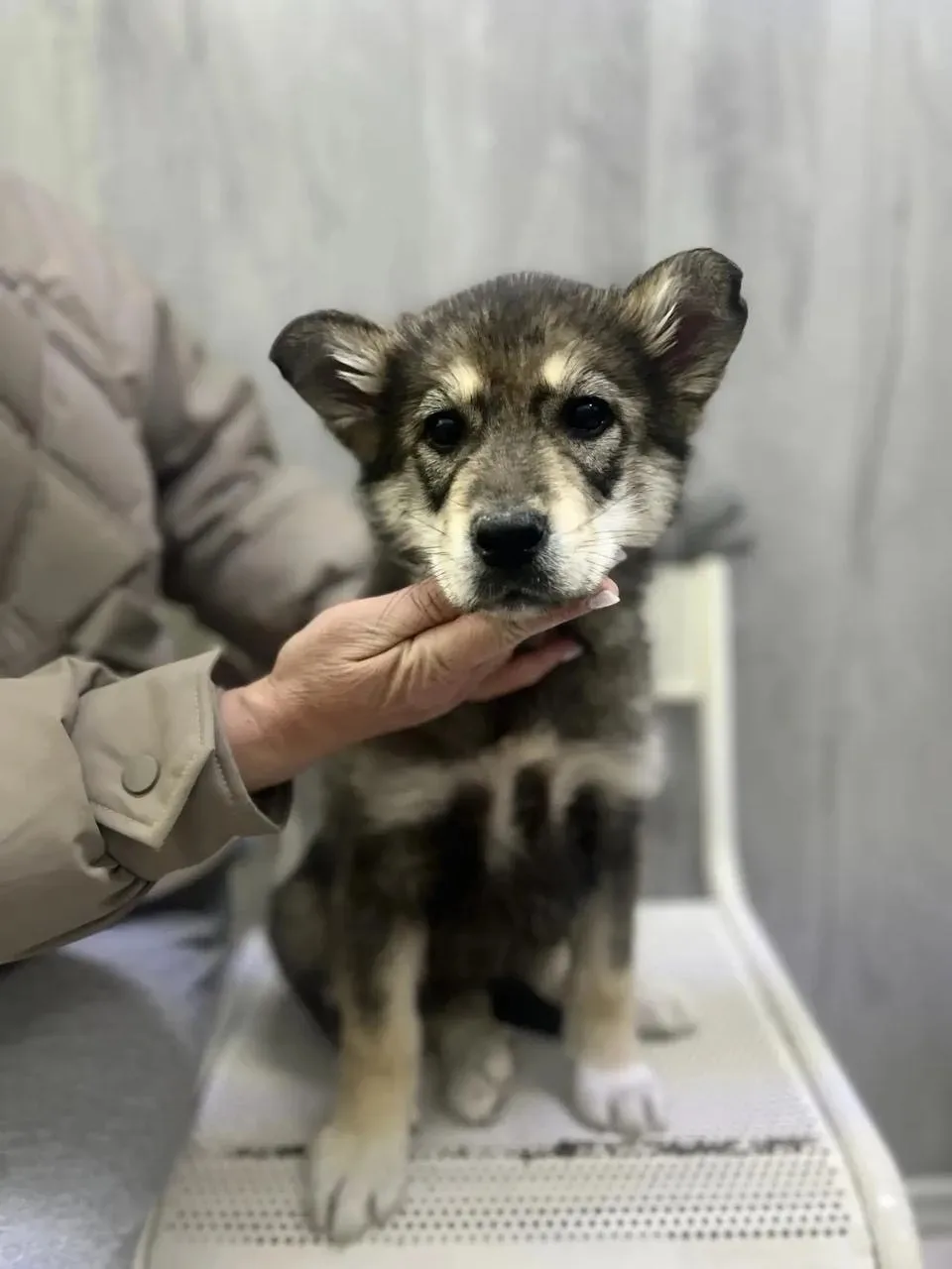 🐾 Маленькая девочка ищет своего Человека   Крошке всего 2 месяца. Девочка очень нежная, хрупкая и сп
