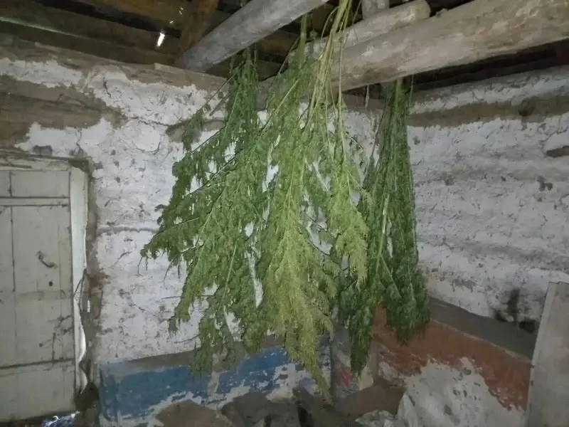 🌿 Больше 5 килограммов конопли нашли полицейские в доме у жителя Тамбовской области.