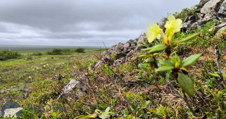 🌦 31 июля в округе будет облачно, на большей части пройдут дожди, на побережье возможны туманы, соо