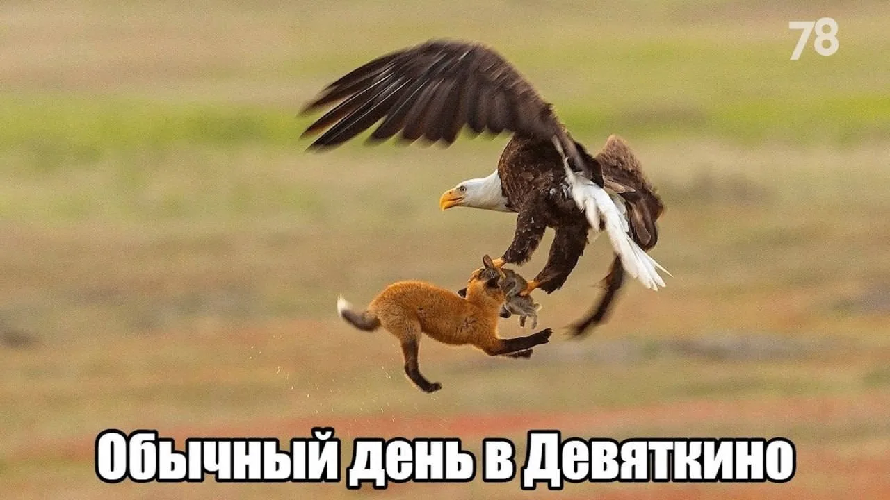 Двух жителей Нового Девяткино задержали за ограбление курьера аферистов