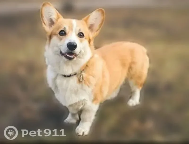ПРОПАЛА собака