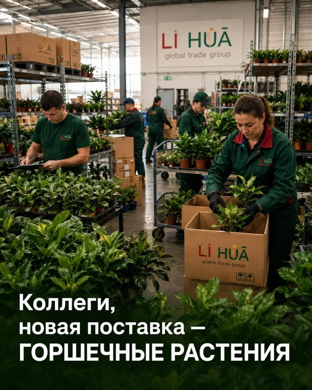 Коллеги, новая поставка КОМНАТНЫХ РАСТЕНИЙ ИЗ КИТАЯ 🌿