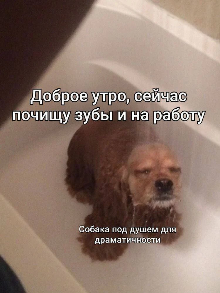 Мемы в MAX