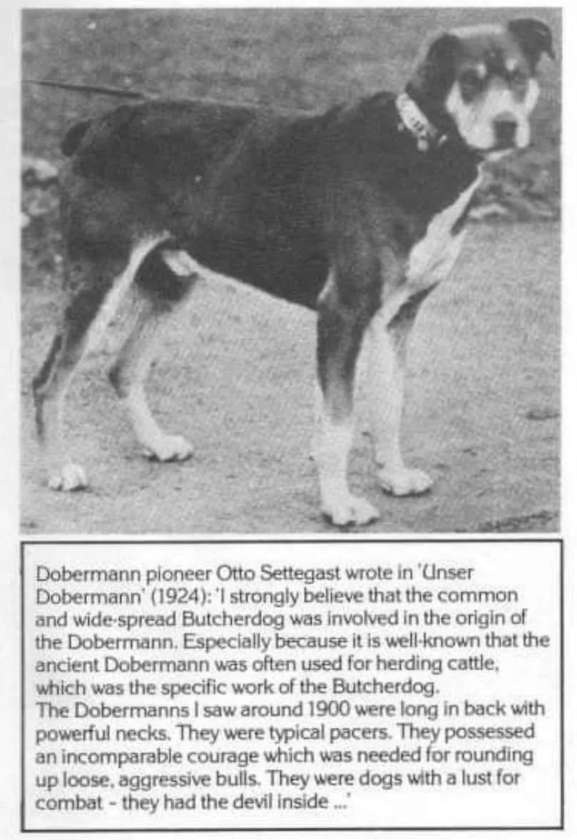 ⚡доберман ⚡  ротвейлер ⚡  было-стало ⚡️breedsinfo ⚡️dogmem