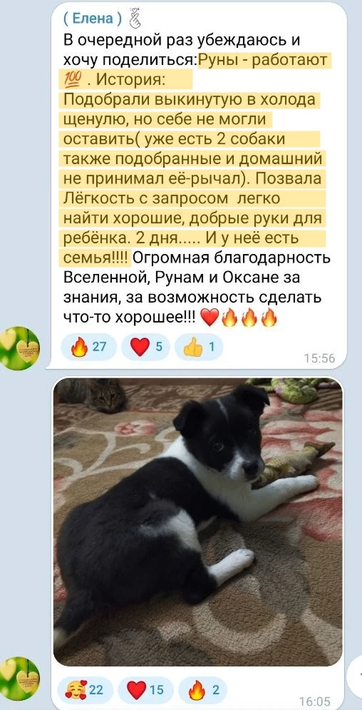 — Руны работаю 100%!

История:
Подобрали выкинутую на холод щенулю, но себе не могли оставить (уже е