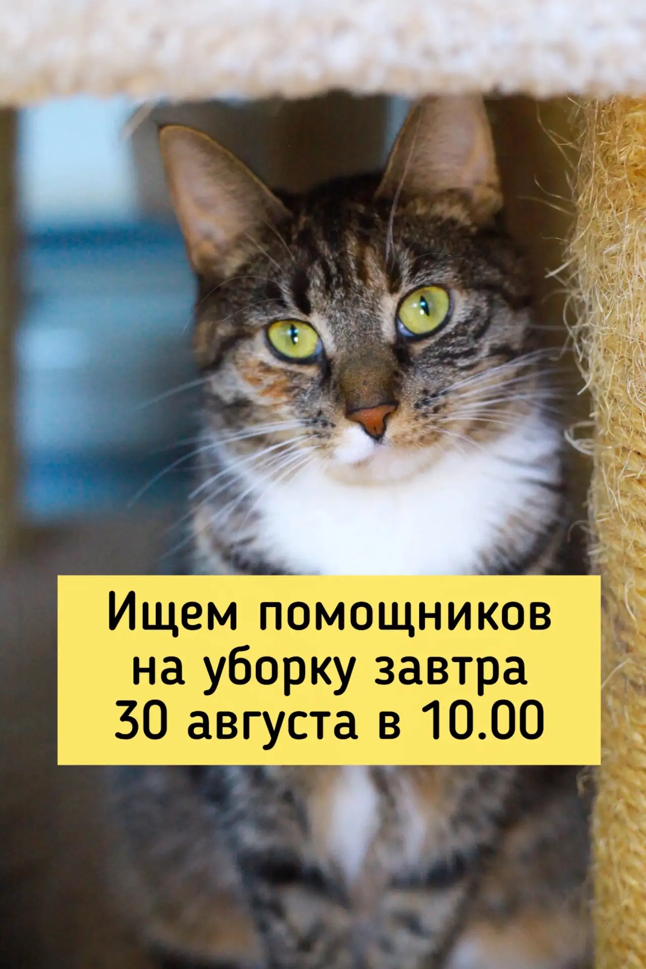 Ищем помощников убраться завтра в приюте у котиков