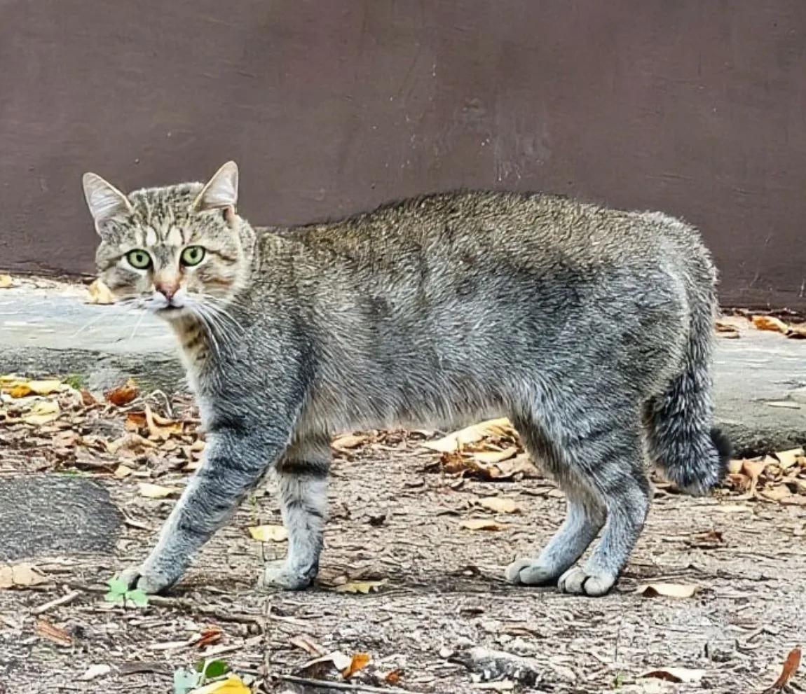 Московский кот воюет во дворе,