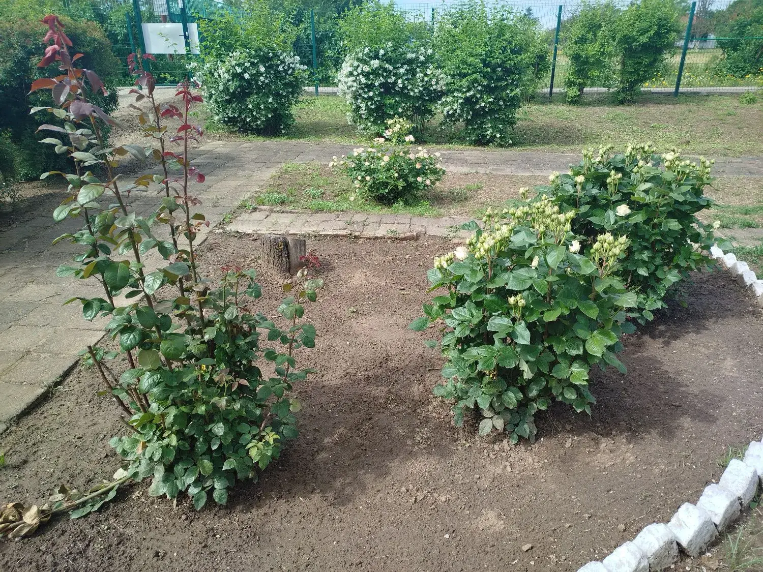 🇷🇺ДЕНЬ РОССИИ. КЛУМБЫ РОССИИ💐