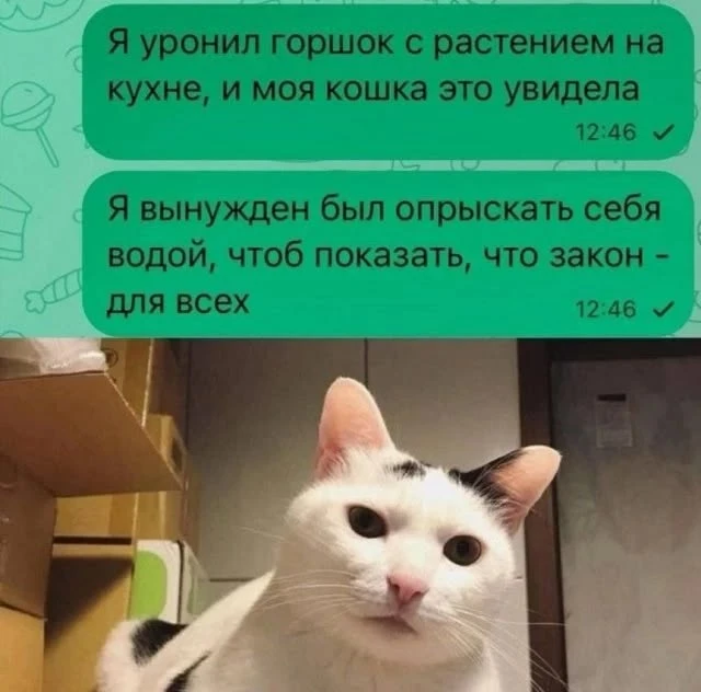 - Алоэ.