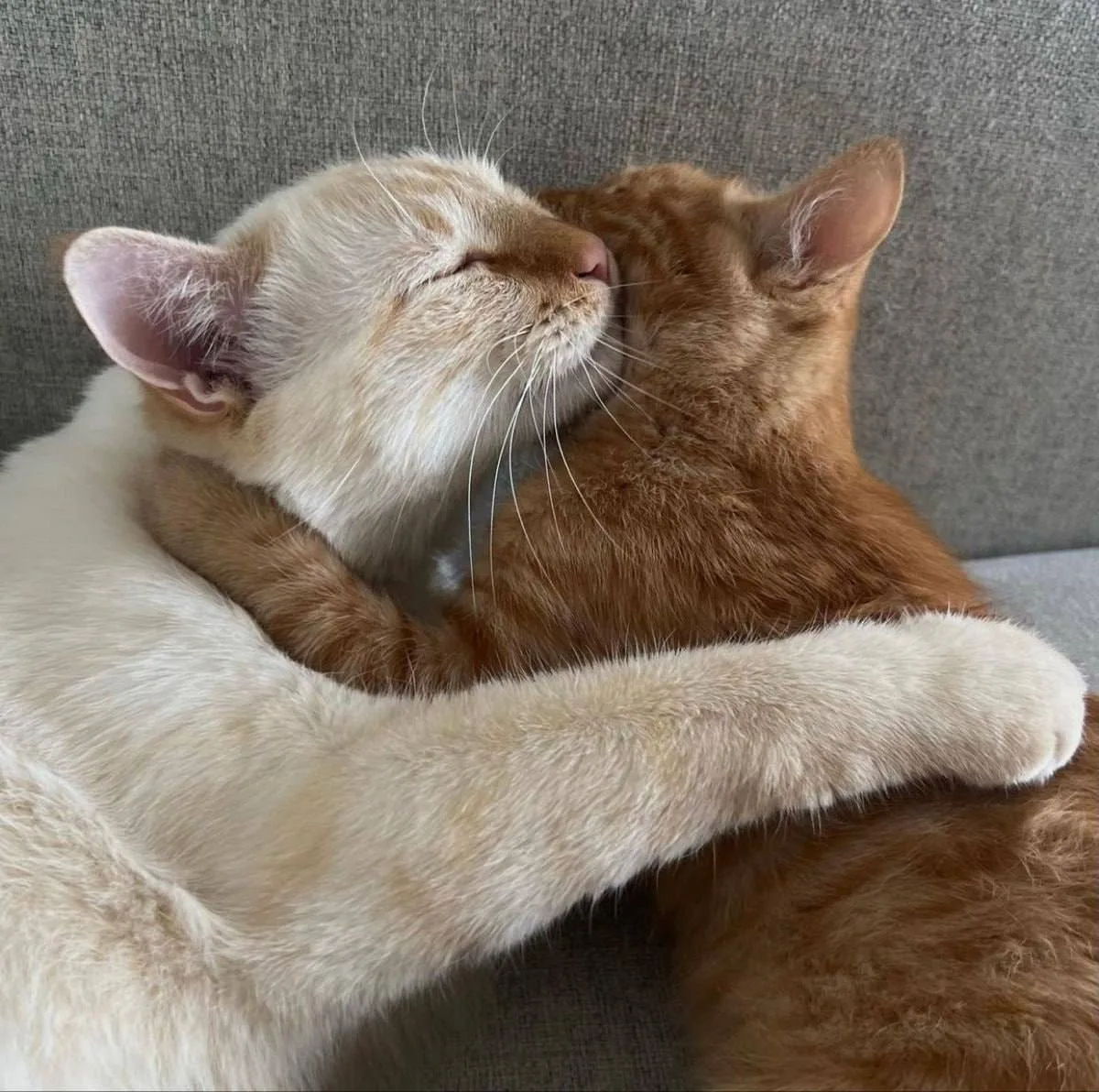💞 Сегодня отмечают День «Обними свою возлюбленную»