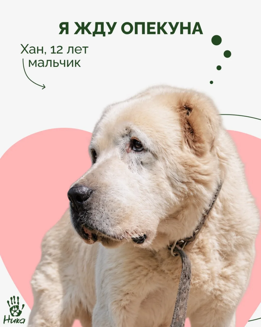 Ищем опекунов для Хана и Элоизы ❤