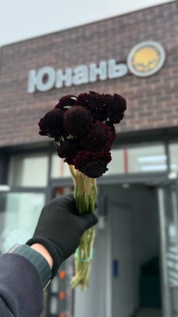 Скабиоза 89 руб.