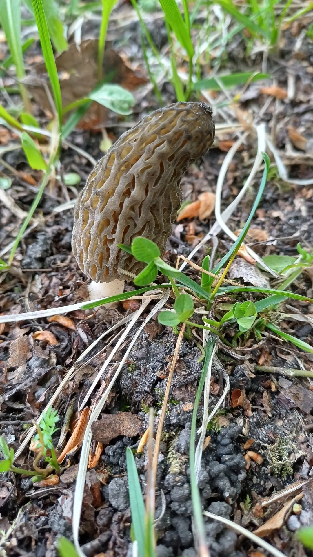 🍄‍🟫Удивительная находка: сморчки в детском саду!Сегодня наши воспитанники превратились в настоящих