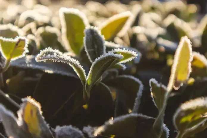 🥶До -6°С опустится температура воздуха в Рязанской области 4 октября