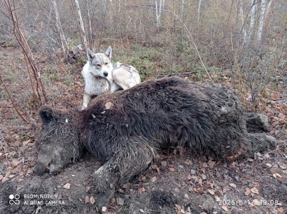 🐾 Якутия выступила с предложениями по регулированию численности медведей