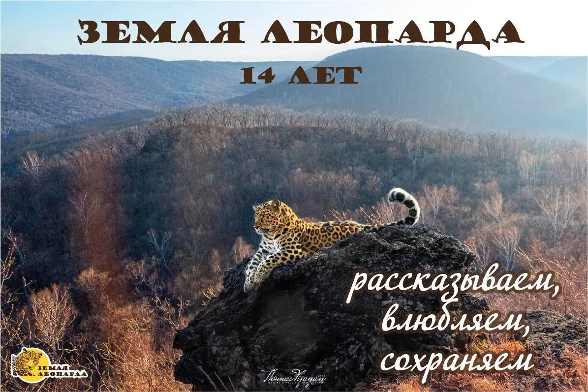 Сегодня день основания национального парка «Земля леопарда»! 🐆
