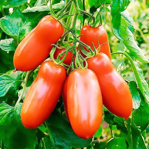 Как вырастить крупные и вкусные томаты

▫️В 10 литрах воды растворите 0,5 литра жидкого коровяка и 1