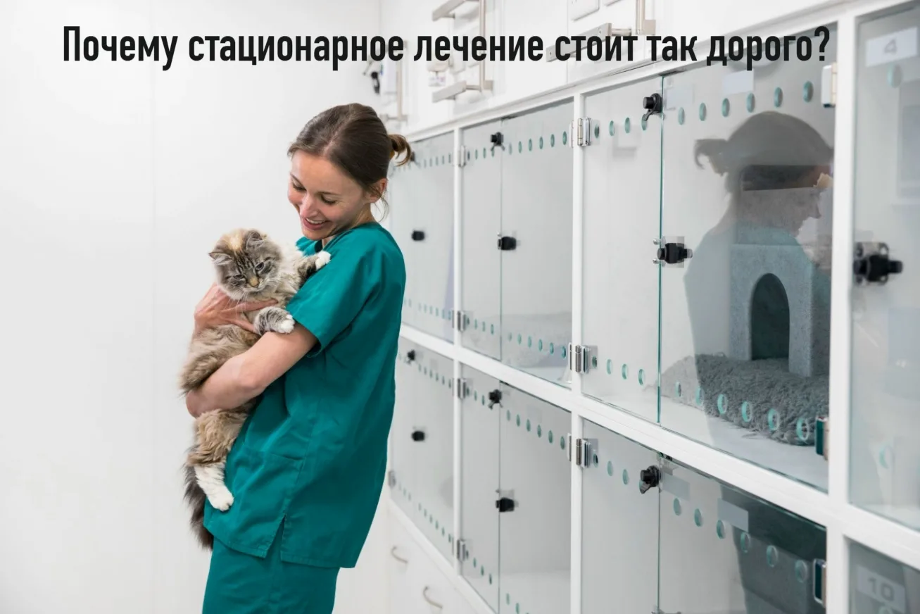 Почему стационарное лечение животного стоит так дорого?