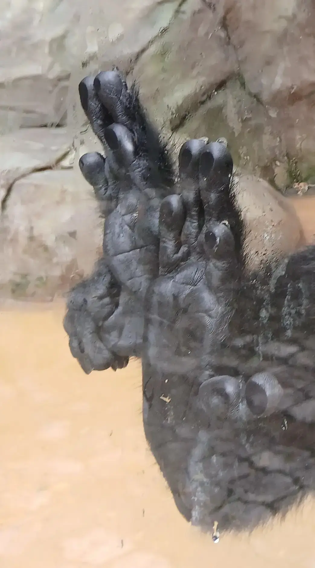 🐾Новая загадка для знатоков! Угадайте, чьи лапки на фото!