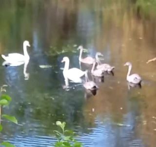 🦢 В природном парке «Усть-Медведицкий» замечены лебеди с выводком.