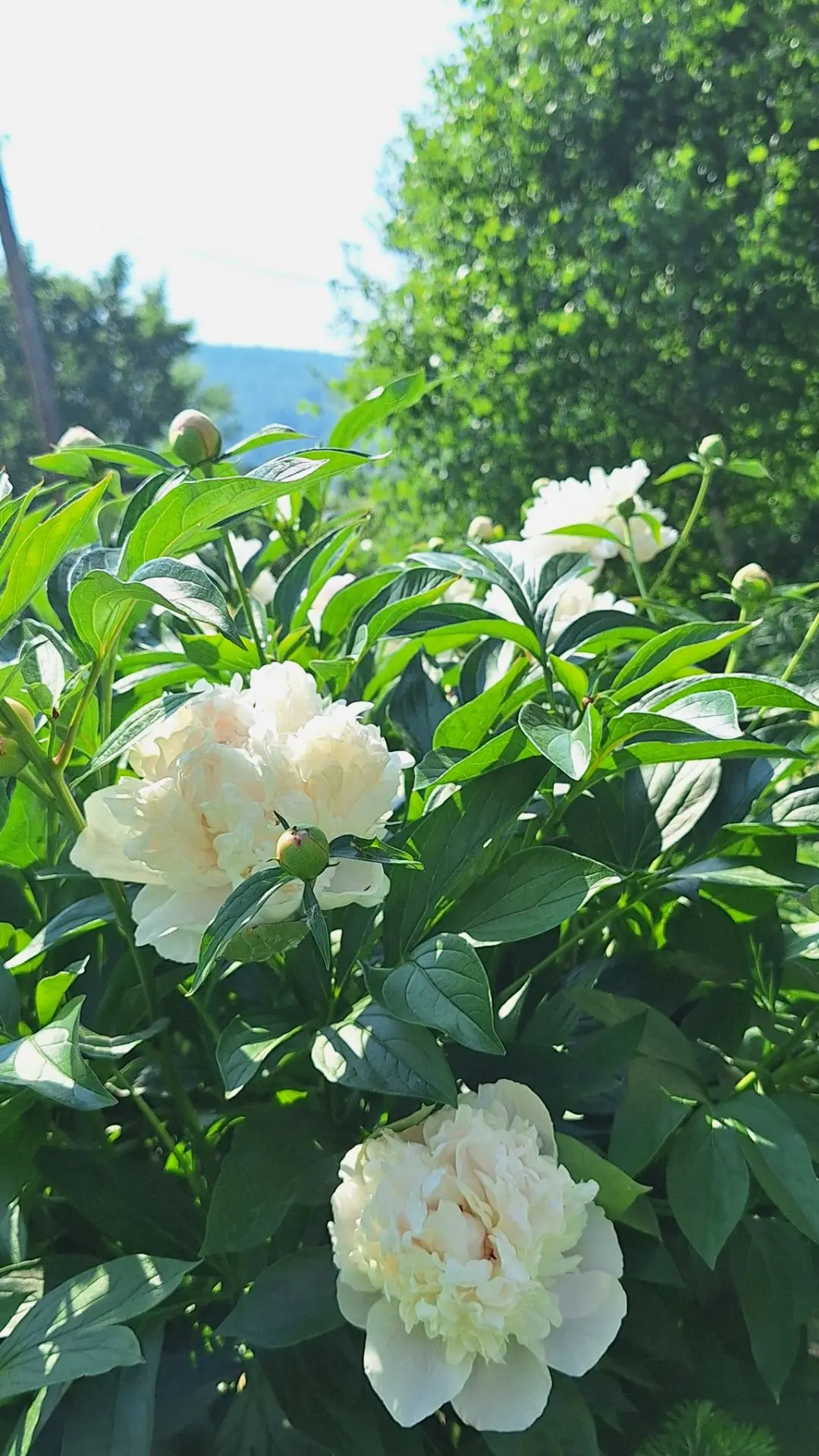 Доброе утро, друзья!🐝
