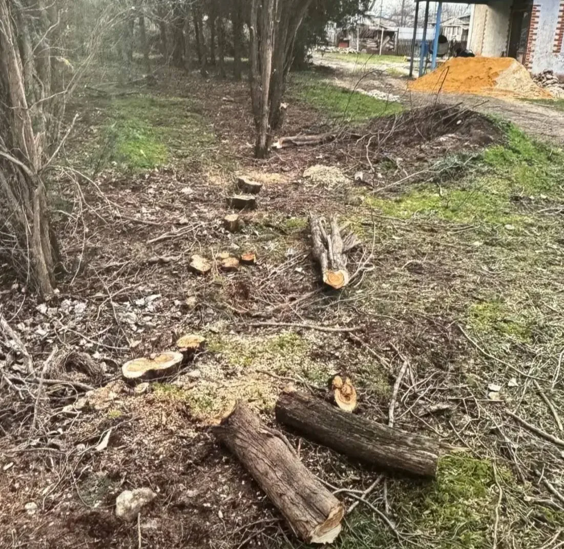 🌳 Крымчанина осудили на 1,5 года условно за незаконную вырубку деревьев