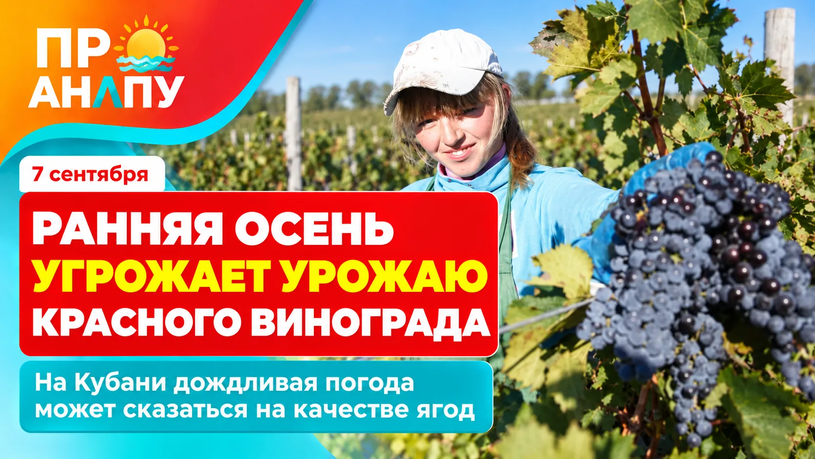 Ранняя дождливая осень на Кубани может ударить по урожаю красного винограда