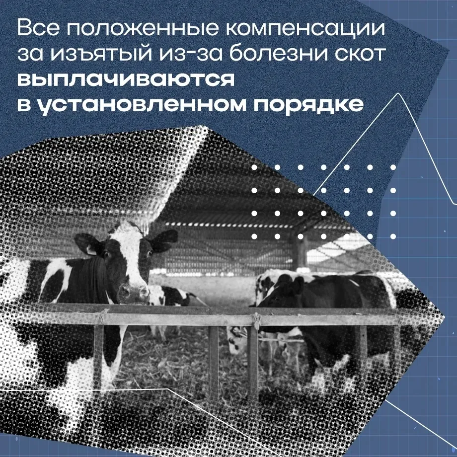 Онгудай | Горно-Алтайск | Майма | Чемал🏡  Поэтапная отмена ограничений по пастереллезу началась в Ре