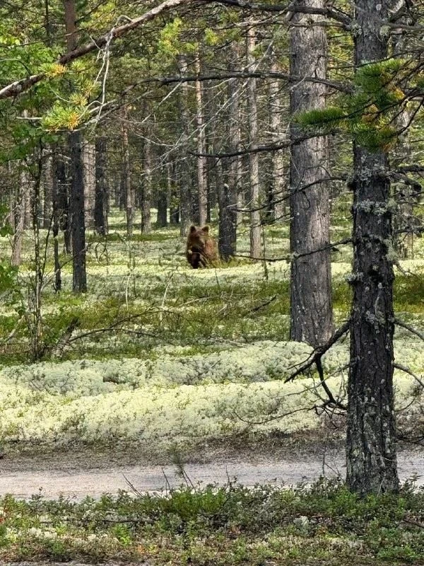 ✨❤️🍂🍁А Потапычи выслеживают грибников, жирку перед спячкой надо же подкопить.Это снов...