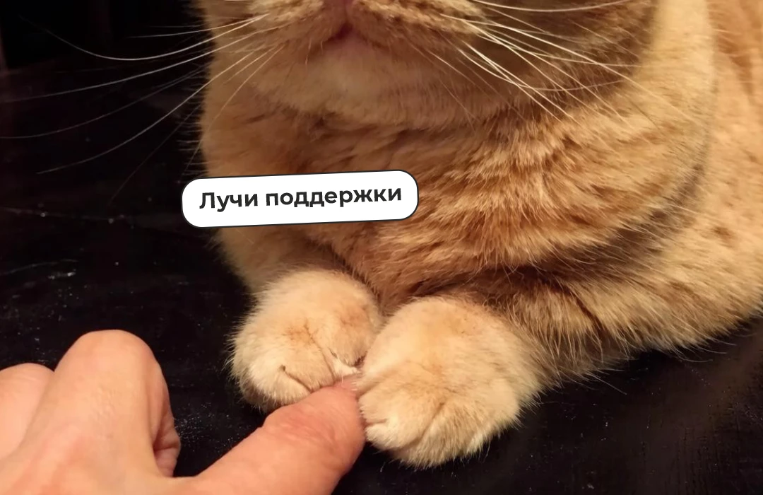 Куда вы обращаетесь за поддержкой, если вопрос связан с электроэнергией?