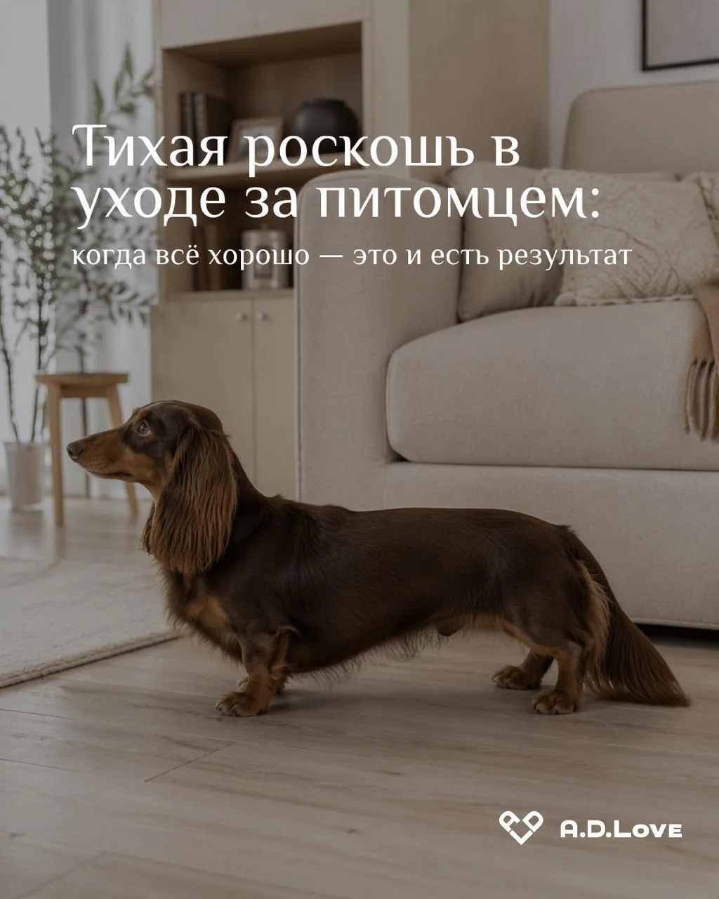 Тихая роскошь в уходе за питомцем: когда всё хорошо — это и есть результат