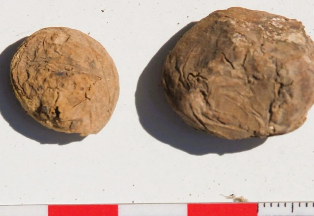🥔 Археологи нашли 500-летние картофельные чипсы.

Два кусочка картофеля, сохранившихся со времен Им