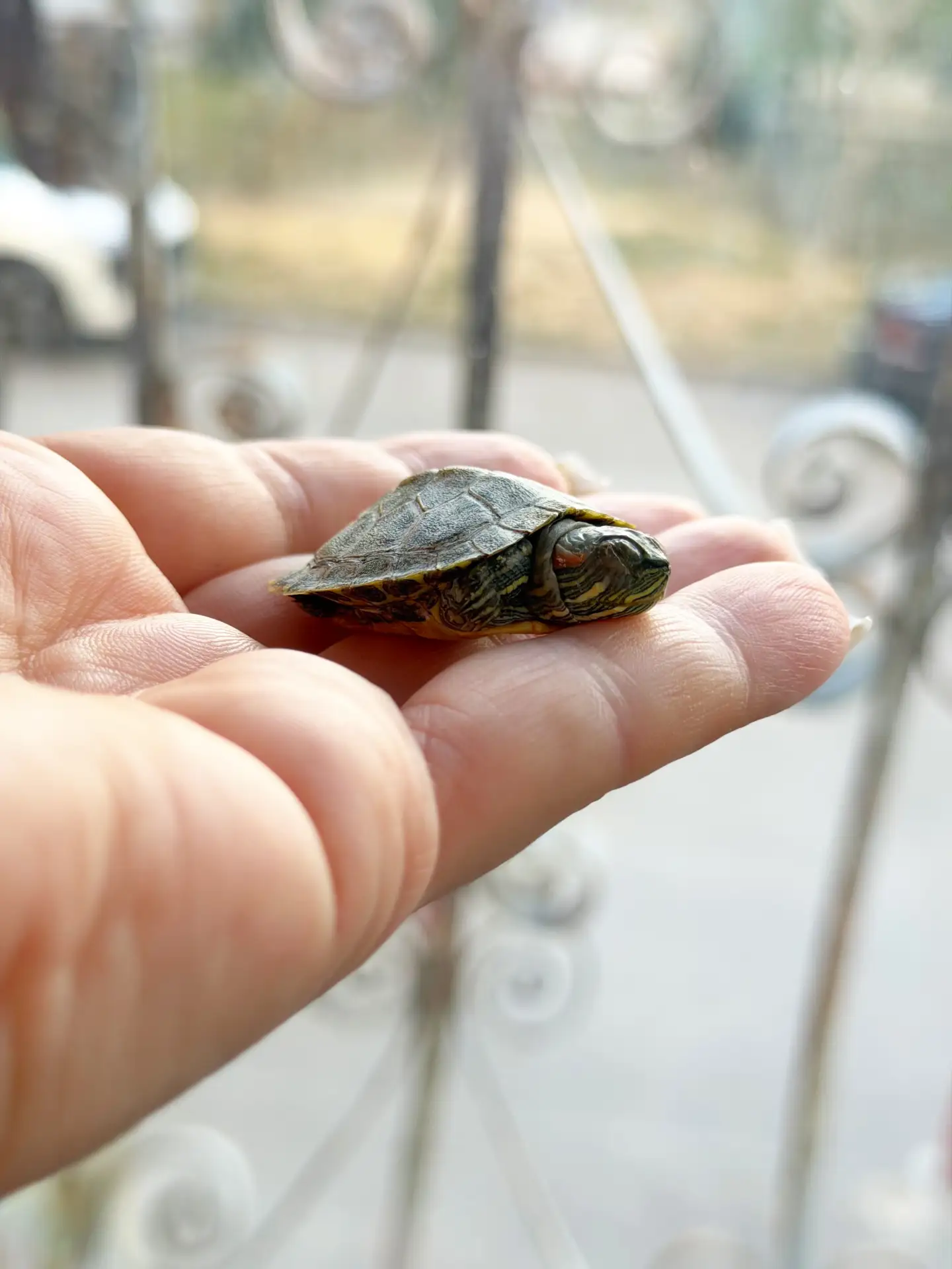 И таких мы лечим 🐢 😀❤️