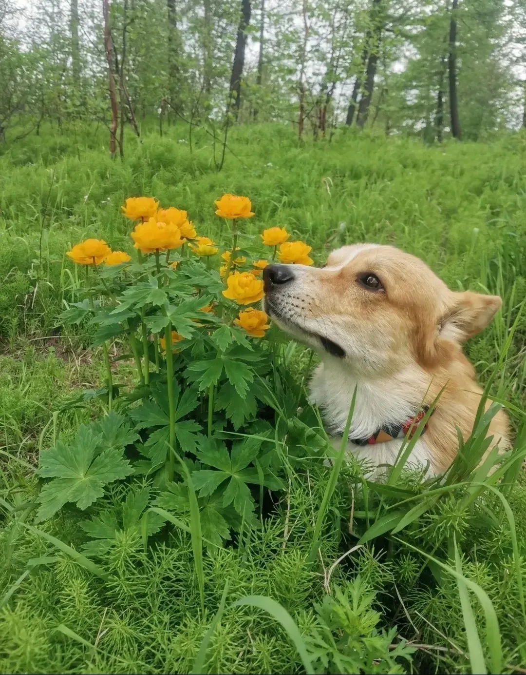Шошик ❤️